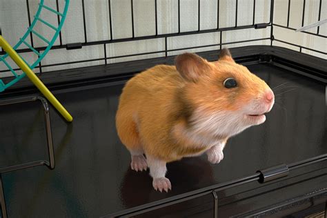 c hamster|An introduction to hamsters 